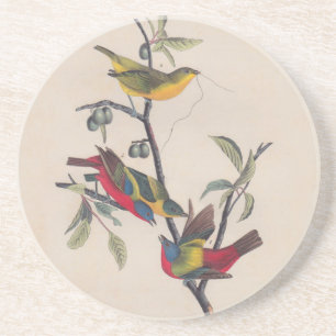 Audubon Pavisserligen Bunting Bird Wildlife Underlägg