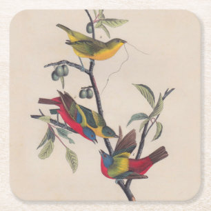 Audubon Pavisserligen Bunting Bird Wildlife Underlägg Papper Kvadrat