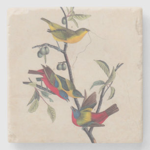 Audubon Pavisserligen Bunting Bird Wildlife Underlägg Sten