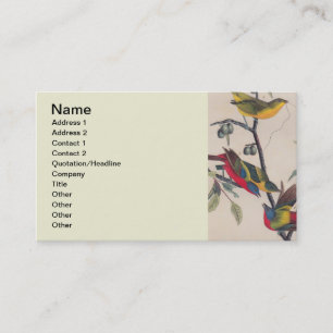 Audubon Pavisserligen Bunting Bird Wildlife Visitkort