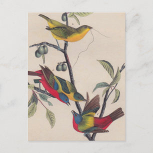 Audubon Pavisserligen Bunting Bird Wildlife Vykort