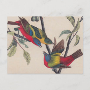 Audubon Pavisserligen Bunting Bird Wildlife Vykort