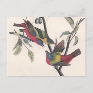 Audubon Pavisserligen Bunting Bird Wildlife Vykort