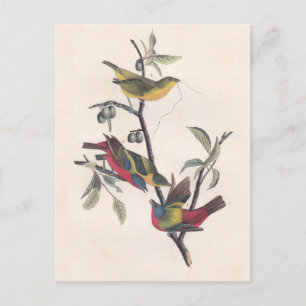 Audubon Pavisserligen Bunting Bird Wildlife Vykort