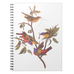 Audubon Pavisserligen Bunting Birds in a Cherokee Anteckningsbok