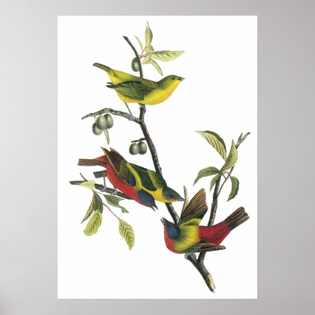 Audubon Pawarding Bunting Poster (Framsidan)