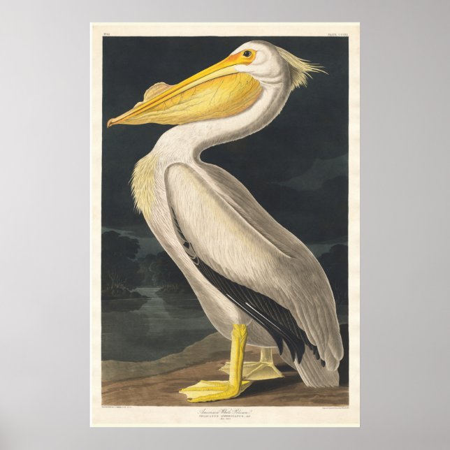 Audubon Pelican Poster (Framsidan)