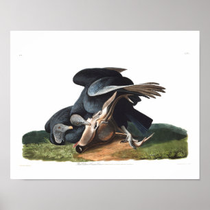 Audubon Plate 106 Black Vculture Poster