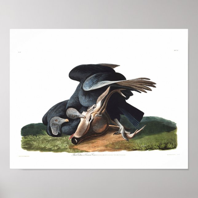 Audubon Plate 106 Black Vculture Poster (Framsidan)