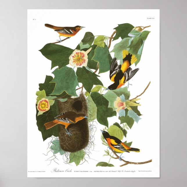 Audubon Plate 12 Baltimore Oriole Poster (Framsidan)