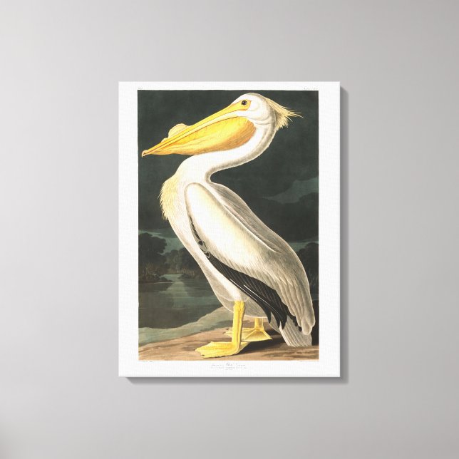 Audubon Plate 311 American White Pelican Canvastryck (Framsida)
