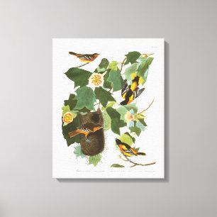 Audubon pläterar 12 Baltimore Oriole Canvastryck