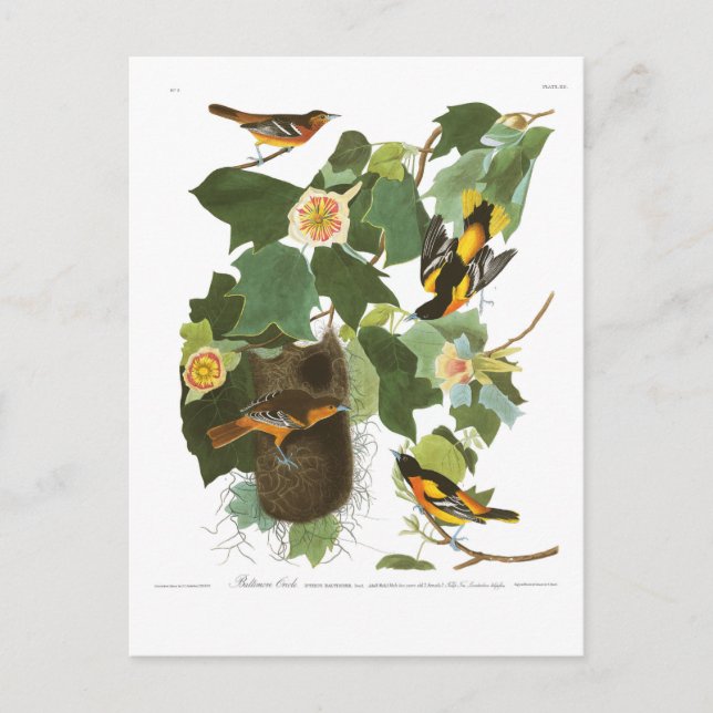 Audubon pläterar 12 Baltimore Oriole Vykort (Framsida)