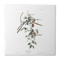 Audubon pläterar 160 Svart-capped mes