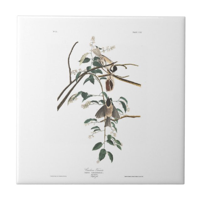 Audubon pläterar 160 Svart-capped mes Kakelplatta (Framsidan)