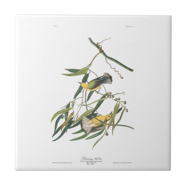 Audubon pläterar sångaren för 3 Prothonotary Kakelplatta (Framsidan)