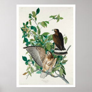 Audubon Poster en stor hawk