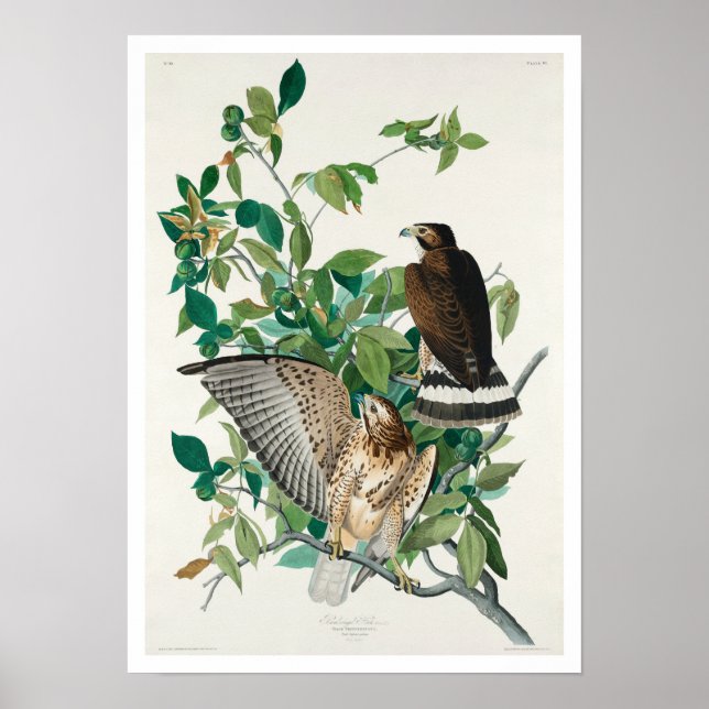 Audubon Poster en stor hawk (Framsidan)
