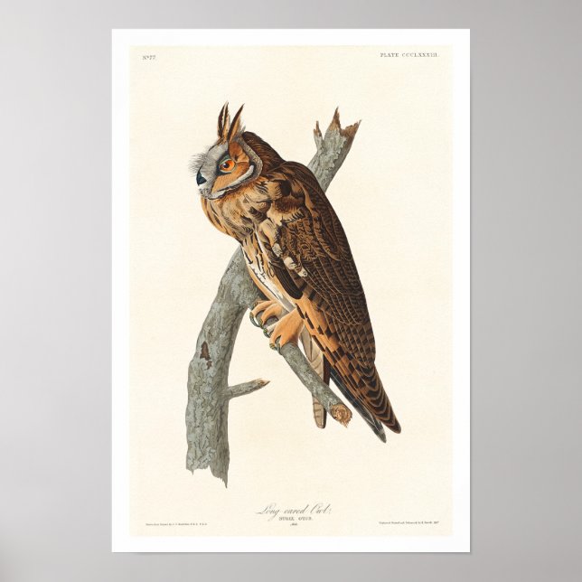 Audubon Poster sedan lång tid tillbaka Uggla (Framsidan)