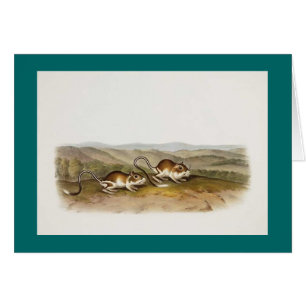 Audubon - Pouched Jerboa mus Hälsningskort