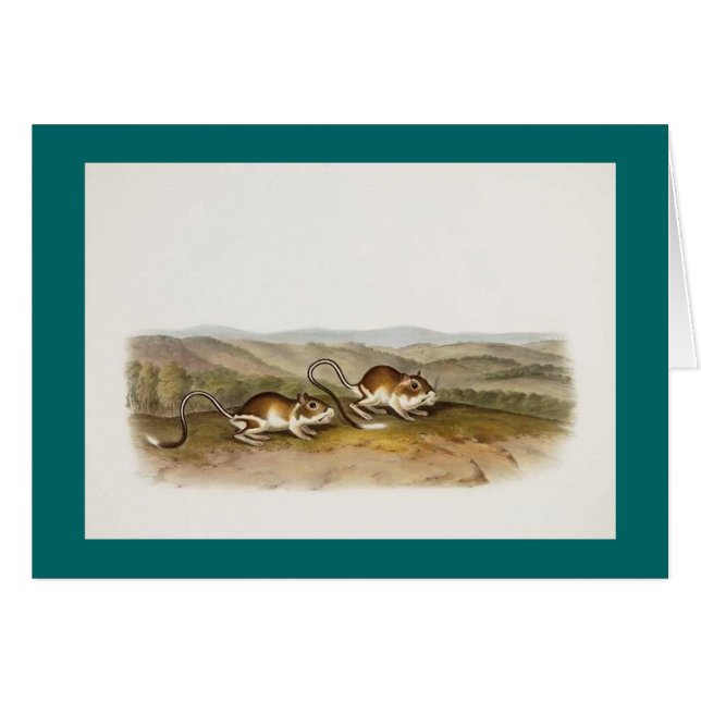Audubon - Pouched Jerboa mus Hälsningskort (Framsidan Horizontal)