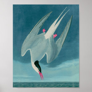 Audubon Print för arktiska Tern Birds of America Poster