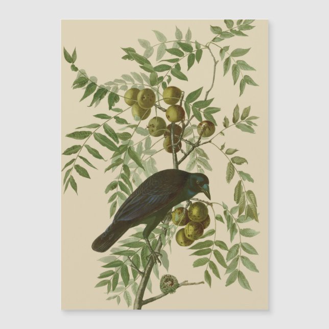 Audubon Purple Grackle Fågeltryck Vintage Botanisk (Framsida)
