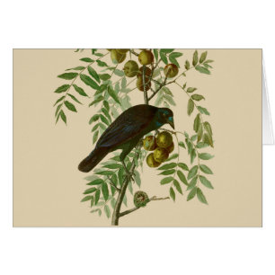 Audubon Purple Grackle Fågeltryck Vintage Botanisk Hälsningskort