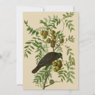 Audubon Purple Grackle Fågeltryck Vintage Botanisk Inbjudningar