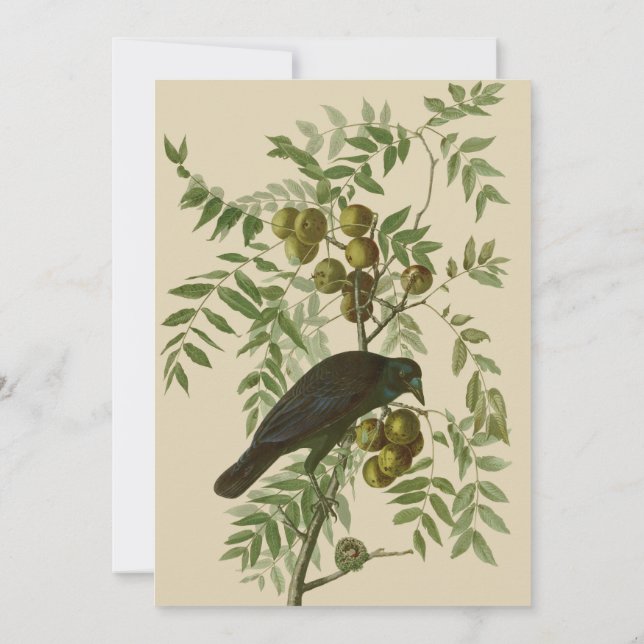 Audubon Purple Grackle Fågeltryck Vintage Botanisk Inbjudningar (Baksida)