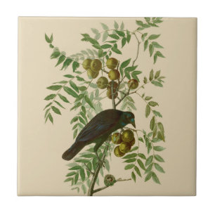 Audubon Purple Grackle Fågeltryck Vintage Botanisk Kakelplatta