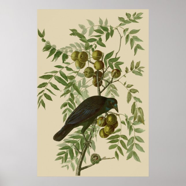 Audubon Purple Grackle Fågeltryck Vintage Botanisk Poster (Framsidan)