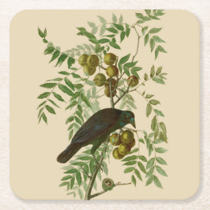 Audubon Purple Grackle Fågeltryck Vintage Botanisk Underlägg Papper Kvadrat