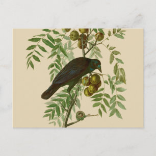 Audubon Purple Grackle Fågeltryck Vintage Botanisk Vykort