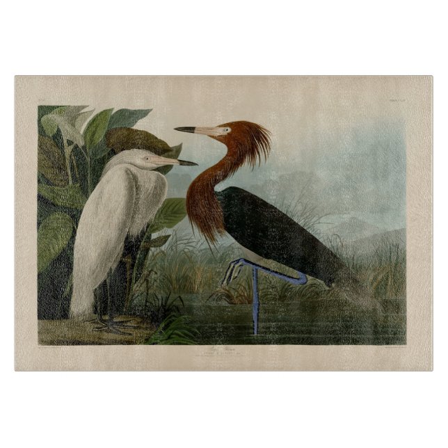 Audubon Purple Heron Reddish Egret Tryck: Fågelkon (Framsidan)