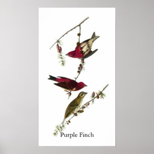 Audubon purpurfärgad Finch Poster