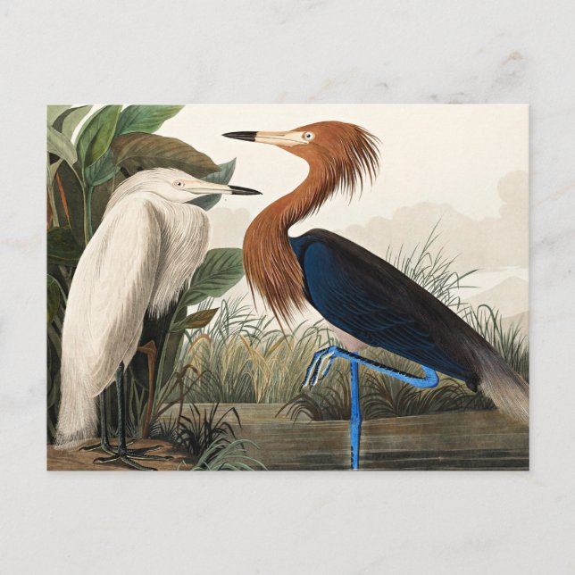 Audubon - Purpurhäger  Vykort (Framsida)
