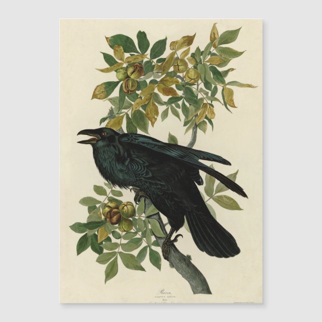 Audubon Raven Bird Classic Artwork (Framsida)