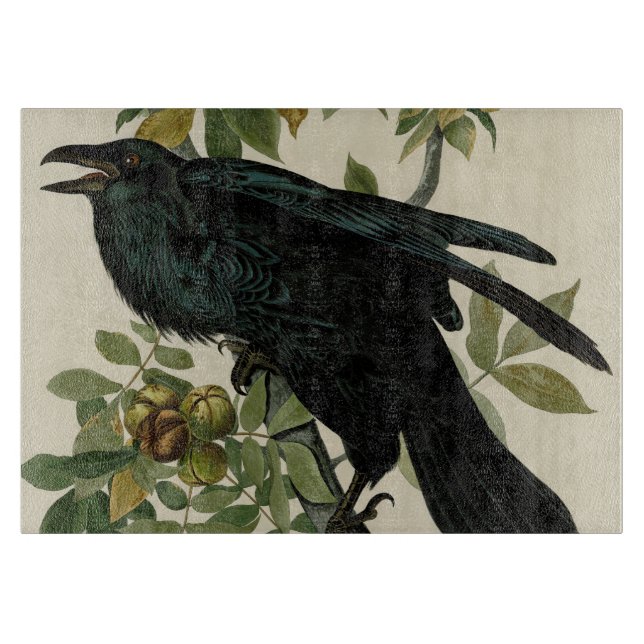 Audubon Raven Bird Classic Artwork (Framsidan)
