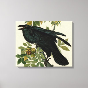 Audubon Raven Bird Classic Artwork Canvastryck