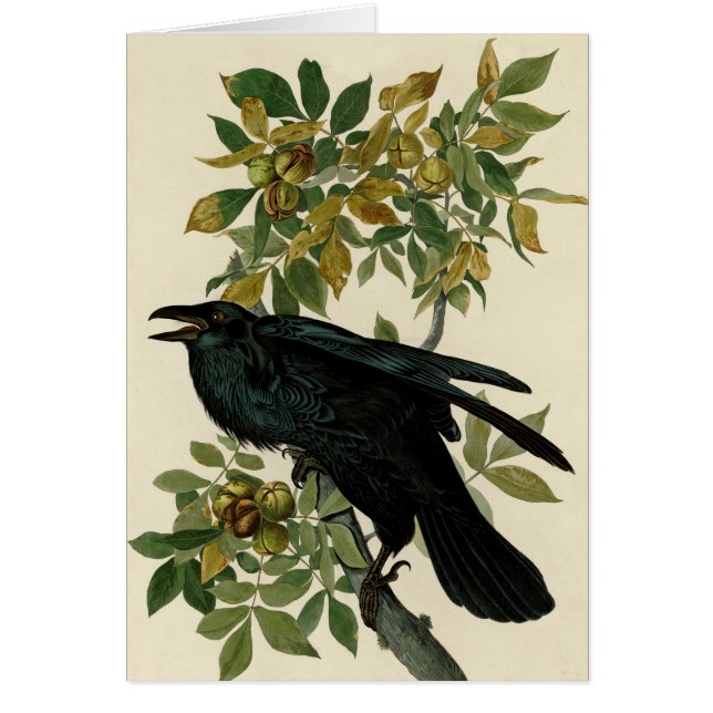 Audubon Raven Bird Classic Artwork Hälsningskort (Framsidan)