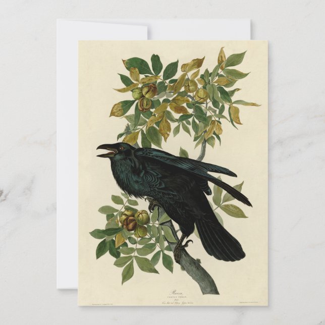Audubon Raven Bird Classic Artwork Inbjudningar (Baksida)