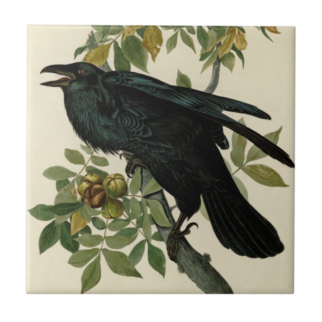Audubon Raven Bird Classic Artwork Kakelplatta (Framsidan)