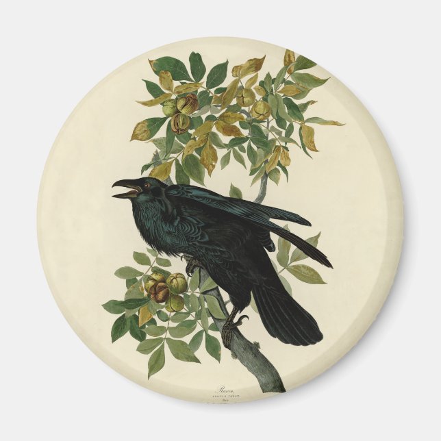 Audubon Raven Bird Classic Artwork Magnet (Framsidan)