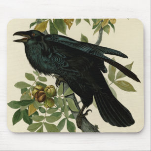 Audubon Raven Bird Classic Artwork Musmatta