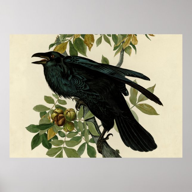 Audubon Raven Bird Classic Artwork Poster (Framsidan)