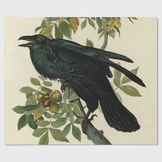 Audubon Raven Bird Classic Artwork Presentpapper (Platt)