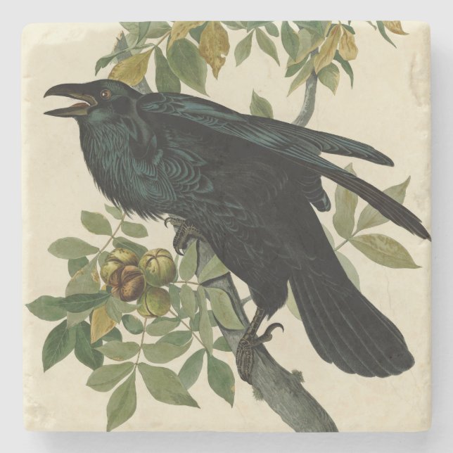Audubon Raven Bird Classic Artwork Stenunderlägg (Framsidan)