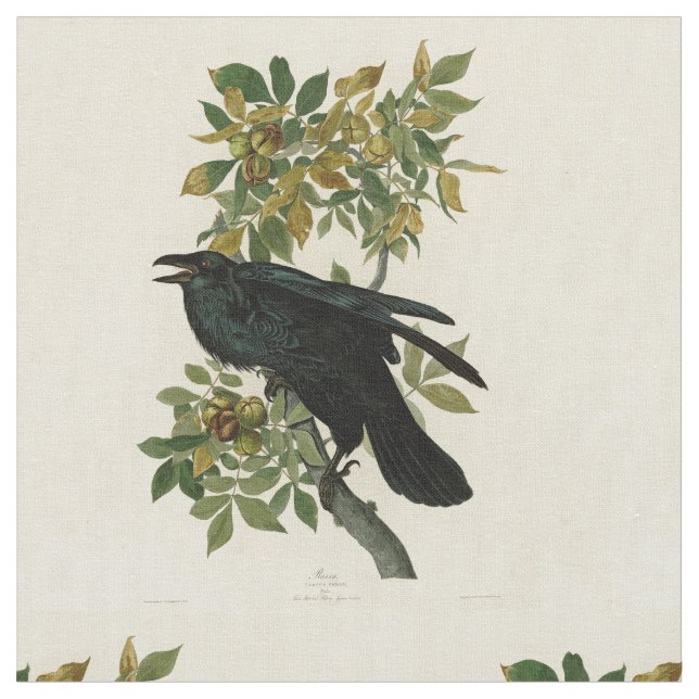 Audubon Raven Bird Classic Artwork Tyg (Närbild)