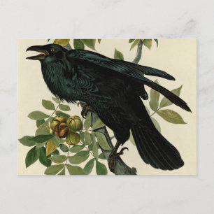 Audubon Raven Bird Classic Artwork Vykort